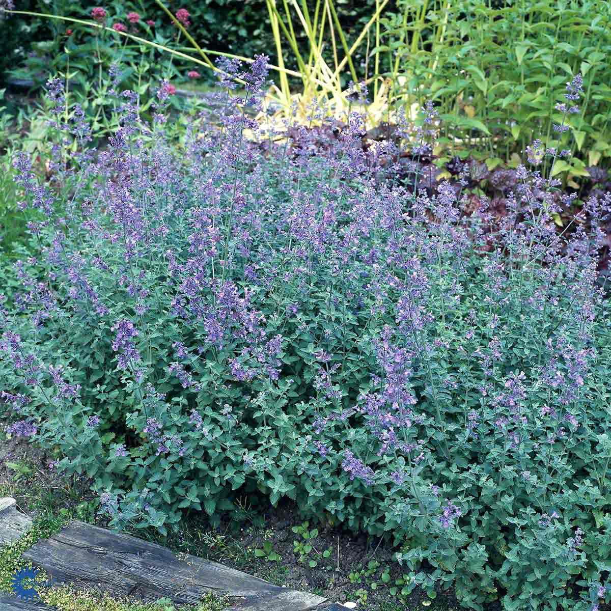 Blåkant/Katteurt - NEPETA faassenii ‘Blue Wonder’ - Gartnerhallen A/S