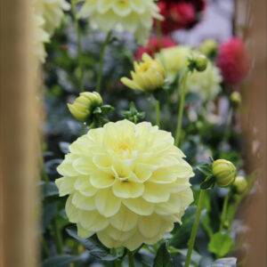 Blomsterløg