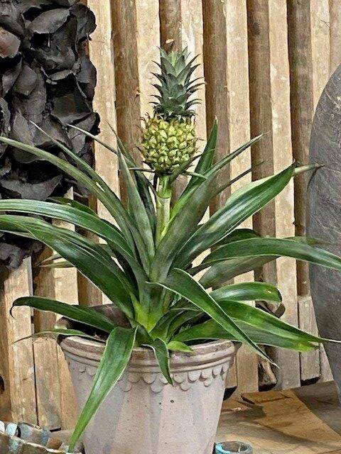 Ananasplante