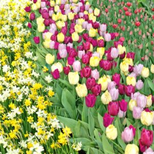 Blomsterløg
