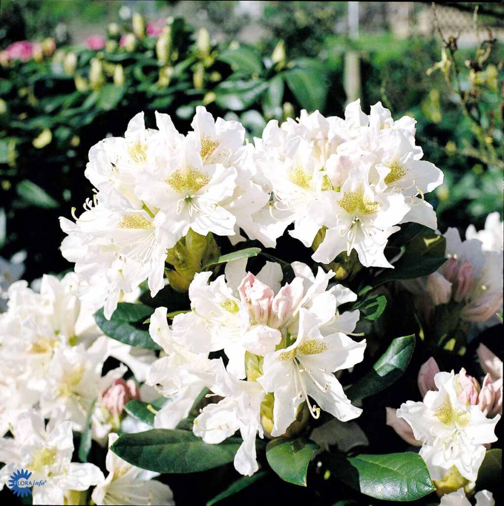 Witte Rhodondendron Rhododendron Catawbiense Grandiflorum - Gartnerhallen A/S