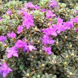 Dværgrhododendron