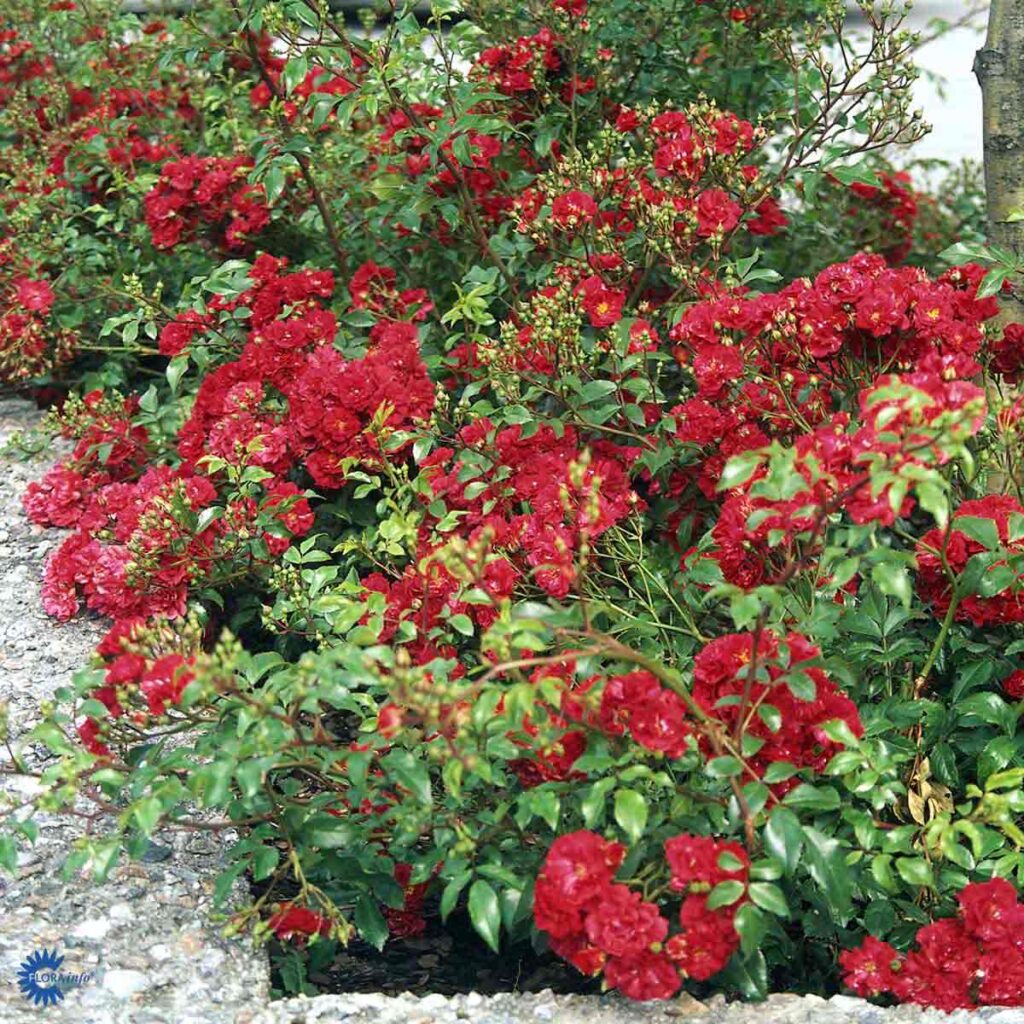 Fairy Dance - Gartnerhallen A/S