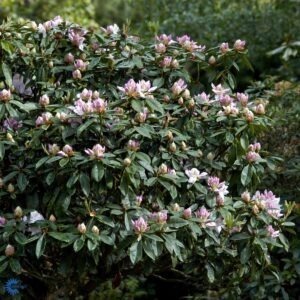 Storblomsterende Rhododendron