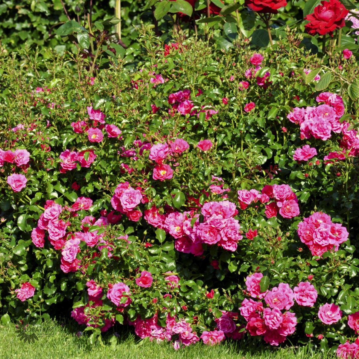 Heidetraum - Gartnerhallen A/S