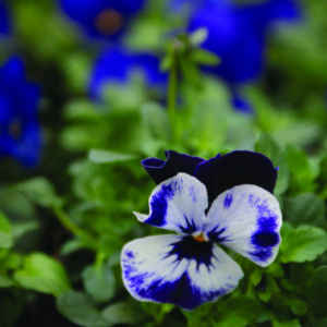 Sommerblomster