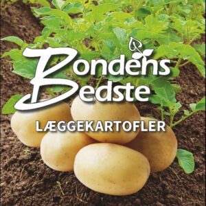 Læggekartofler