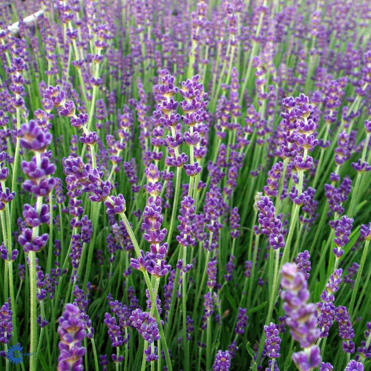 Lavendler LAVANDULA Angustifolia 'Munstead' Gartnerhallen A/S