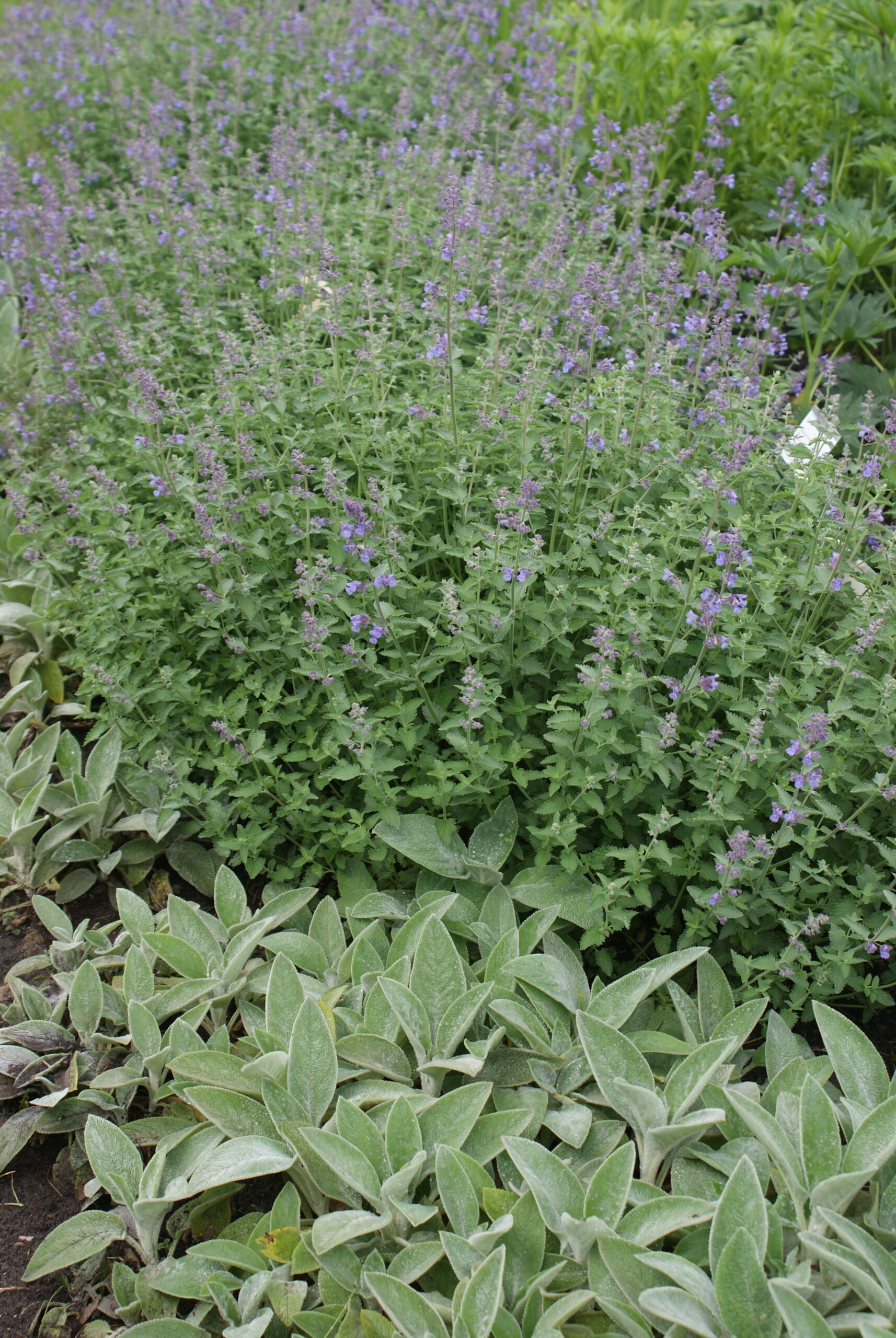Katteurt - NEPETA faassenii ‘Walkers Low’ - Gartnerhallen A/S