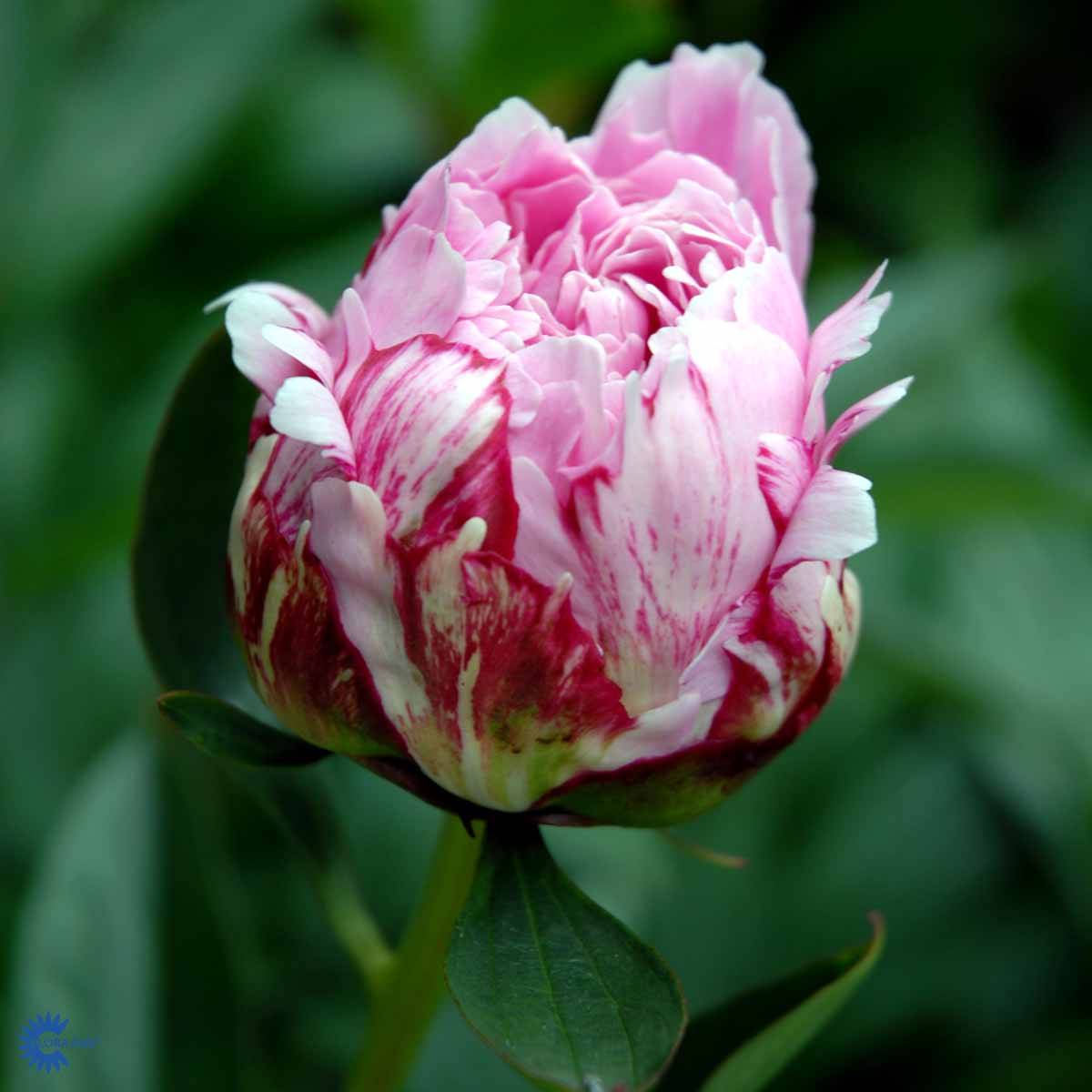 silkep-on-sarah-bernhardt-gartnerhallen-a-s