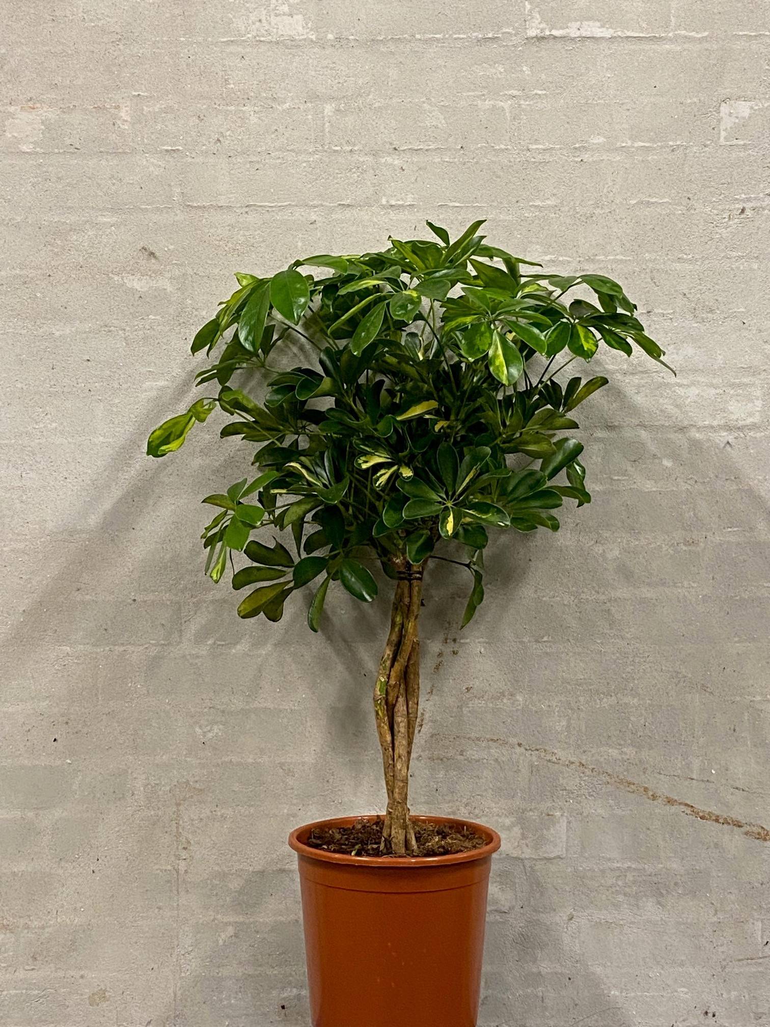 Paraplyplante flet stamme ca. 100 cm - Gartnerhallen A/S