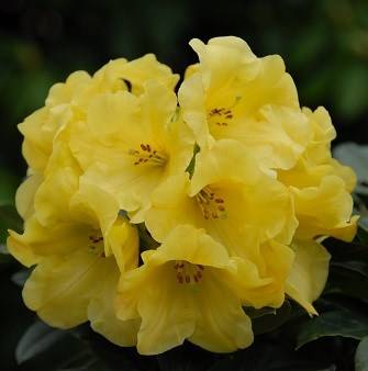 rhododendron dinosaur Nova Zembla Rhododendron