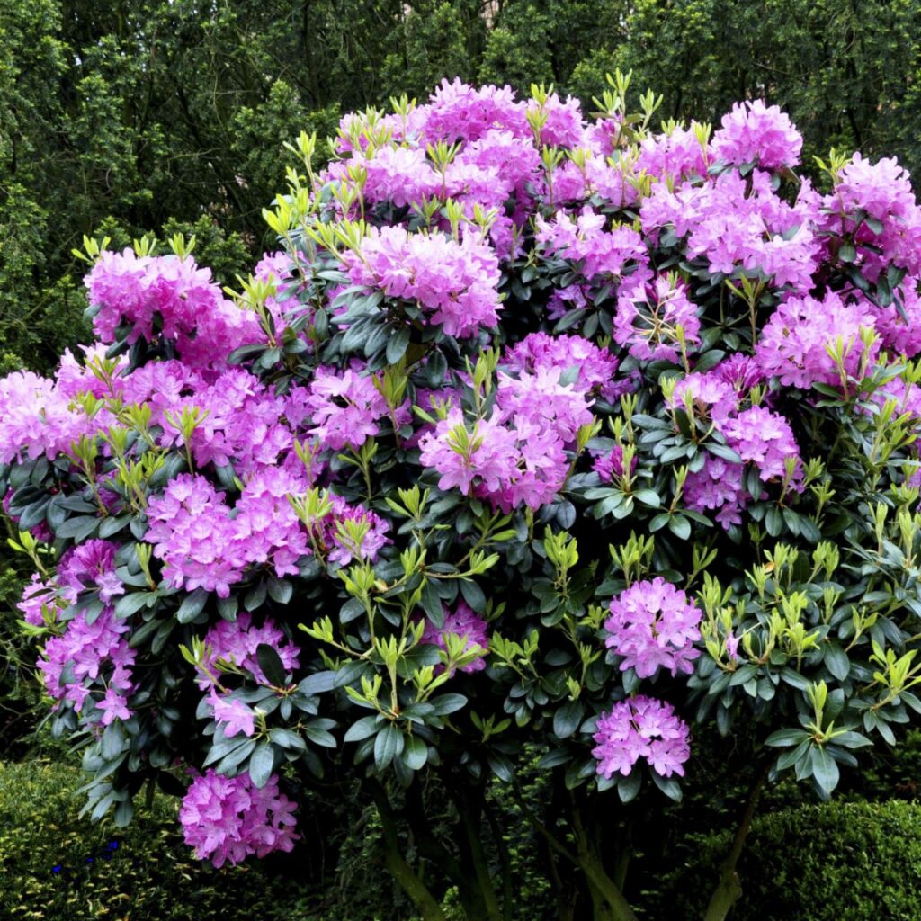 Rhododendron ’Roseum Elegans’ Gartnerhallen A/S