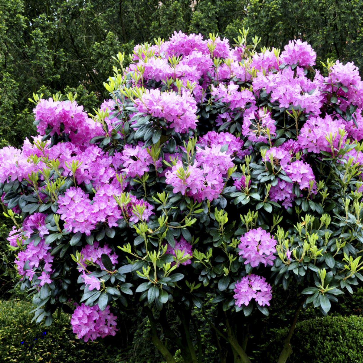 Rhododendron ’Roseum Elegans’ Gartnerhallen A/S
