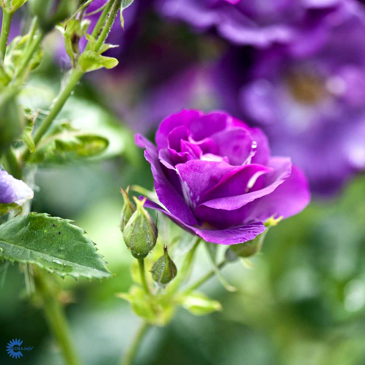 Rhapsody in Blue - Gartnerhallen A/S