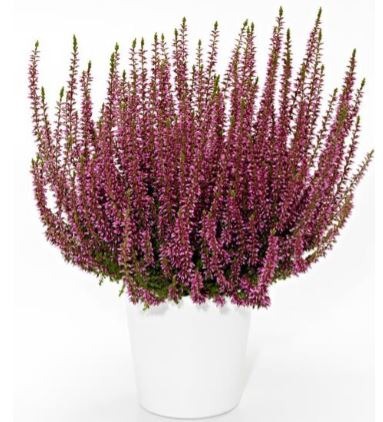 Umoderne Marty Fielding kok Efterårslyng Calluna vulgaris 'Rosita' - Gartnerhallen A/S