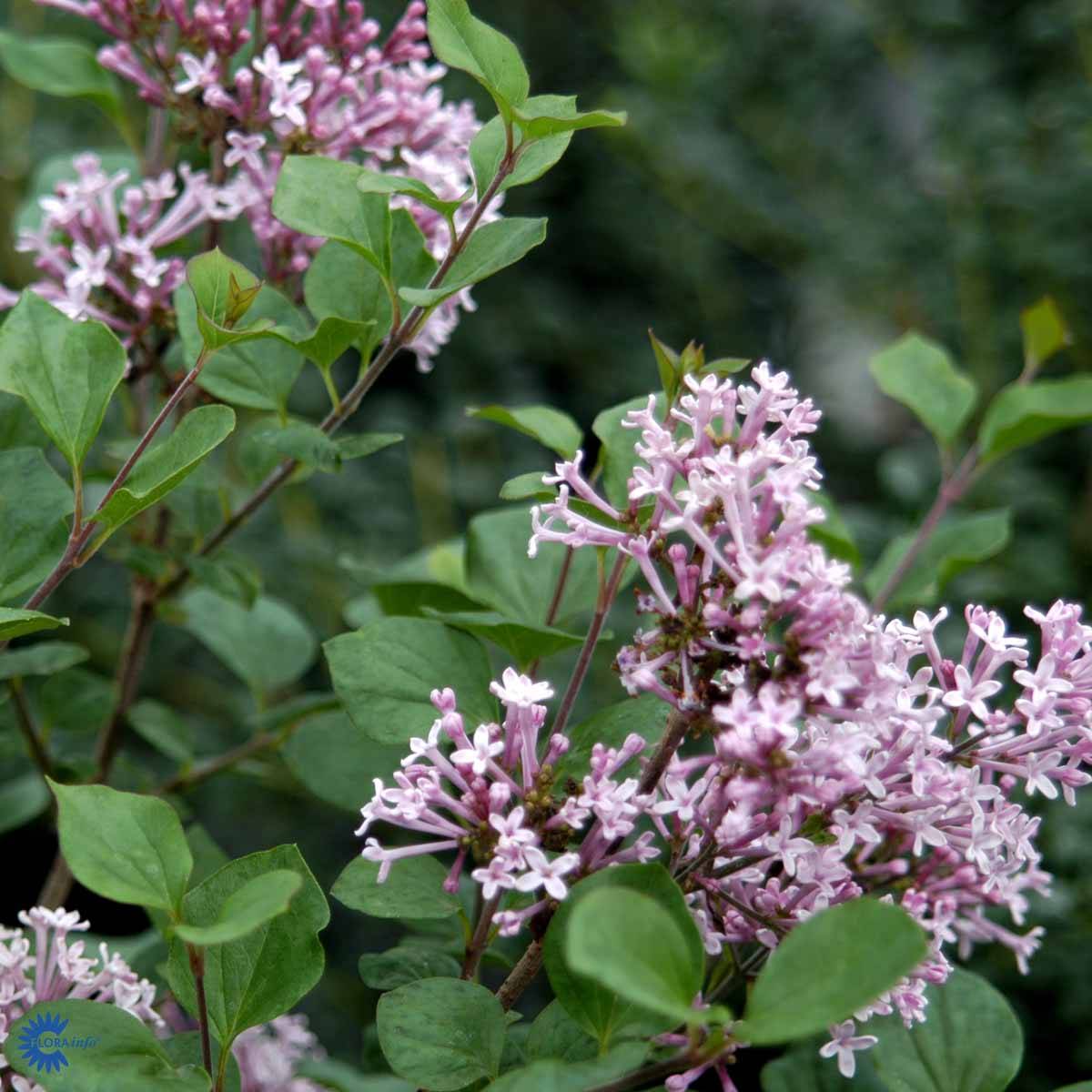 dv-rgsyren-syringa-meyeri-palibin-gartnerhallen-a-s