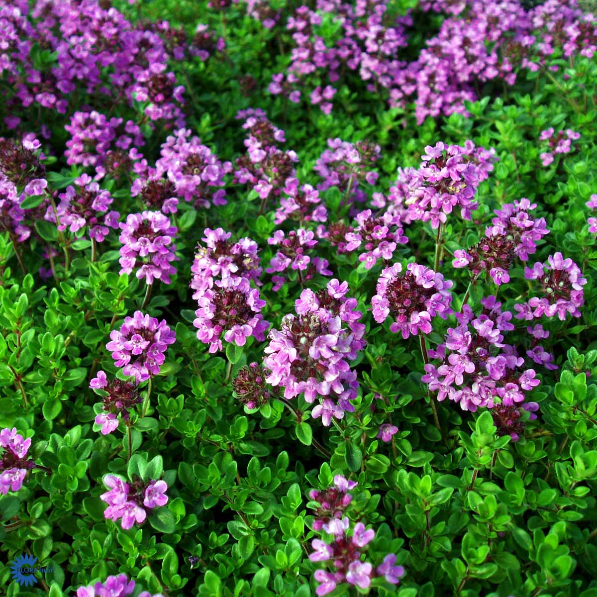 THYMUS citriodorus Citrontimian Gartnerhallen A/S